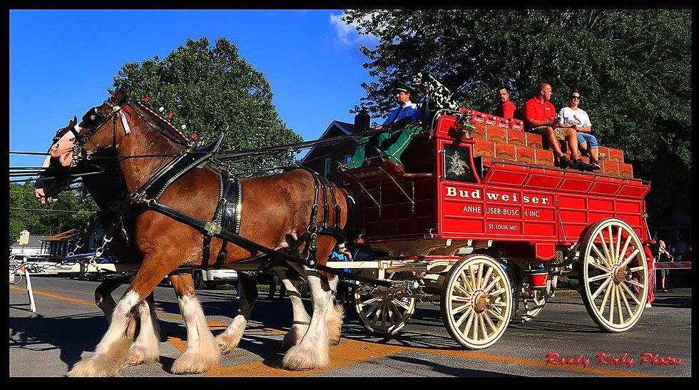 Budweiser Clydesdales Return to the 2019 Missouri State Fair
