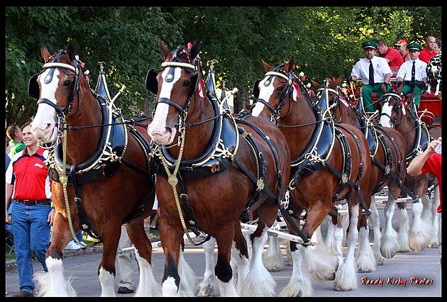 Budweiser Clydesdales To No Longer Train in New Hampshire