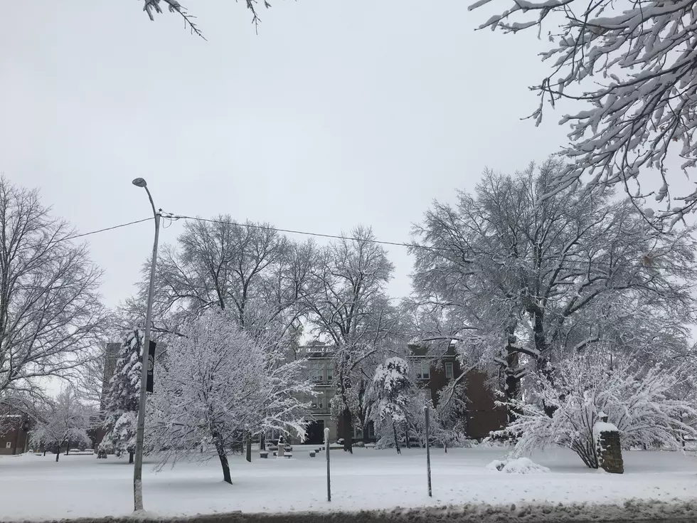 Sedalia Parks Urges Caution Around Snow Covered Tree Branches