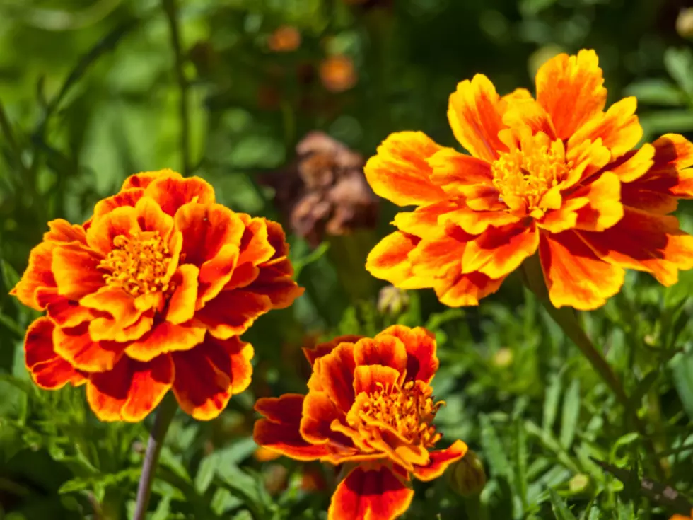 Cemetery Director Waters Requests Removal of Flowers for Mowing Purposes