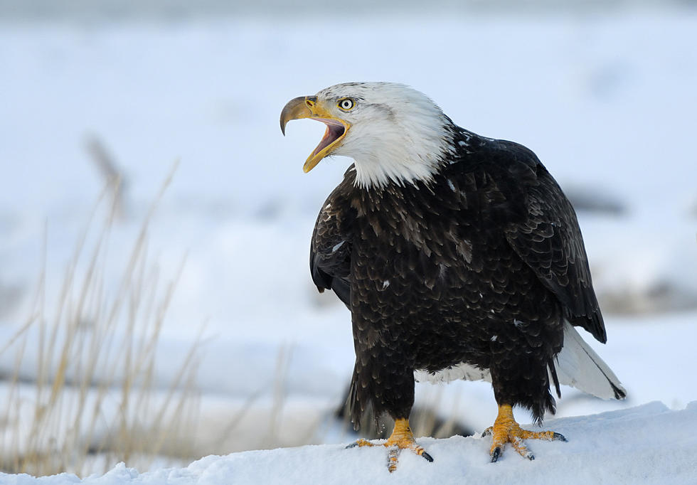 Roaring River State Park Hosts Bald Eagle Viewing December 21