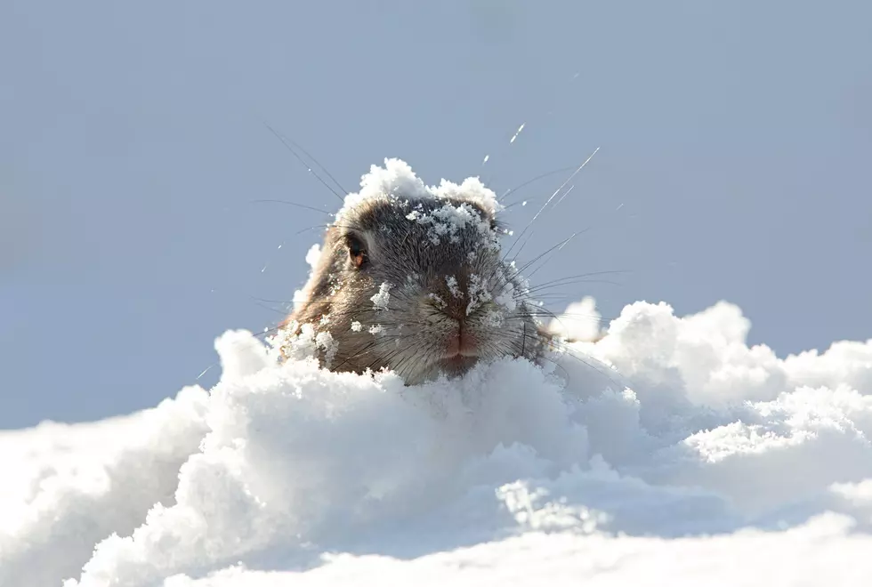 Community of Christ to Serve Ground Hog Dinner