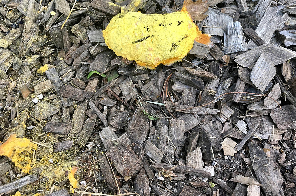 Warm, Wet Weather Helps &#8216;Dog Vomit Slime Mold&#8217; Thrive