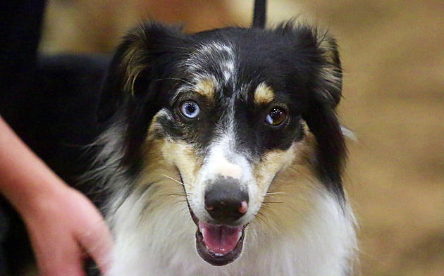 4-H Dog Show Attracts 38 Entries at 2020 Youth Livestock Event