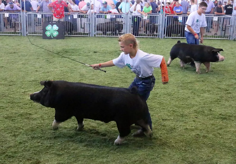Barrows Featured at Swine Pavilion on Day Two of Mo State Fair