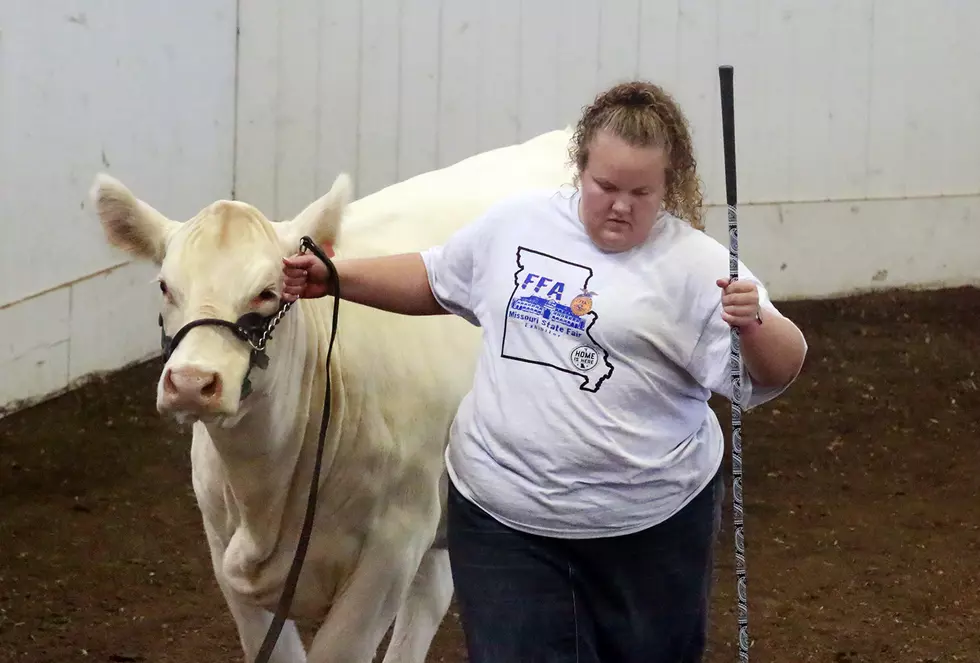 Charolais On Display at Coliseum