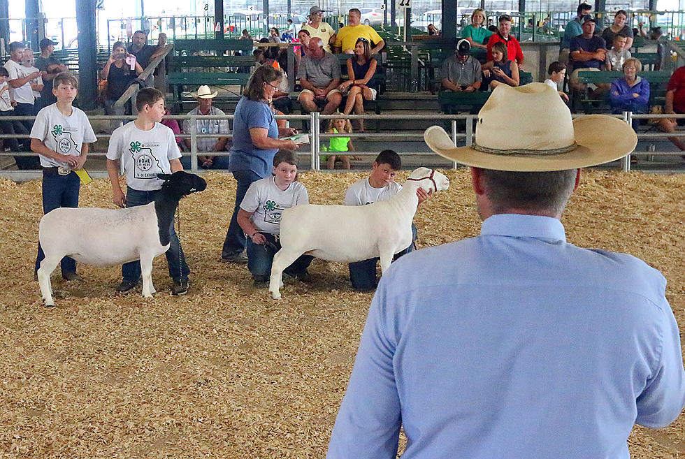 Best of 4H-FFA Sheep Skills Judged at 2020 Missouri State Fair