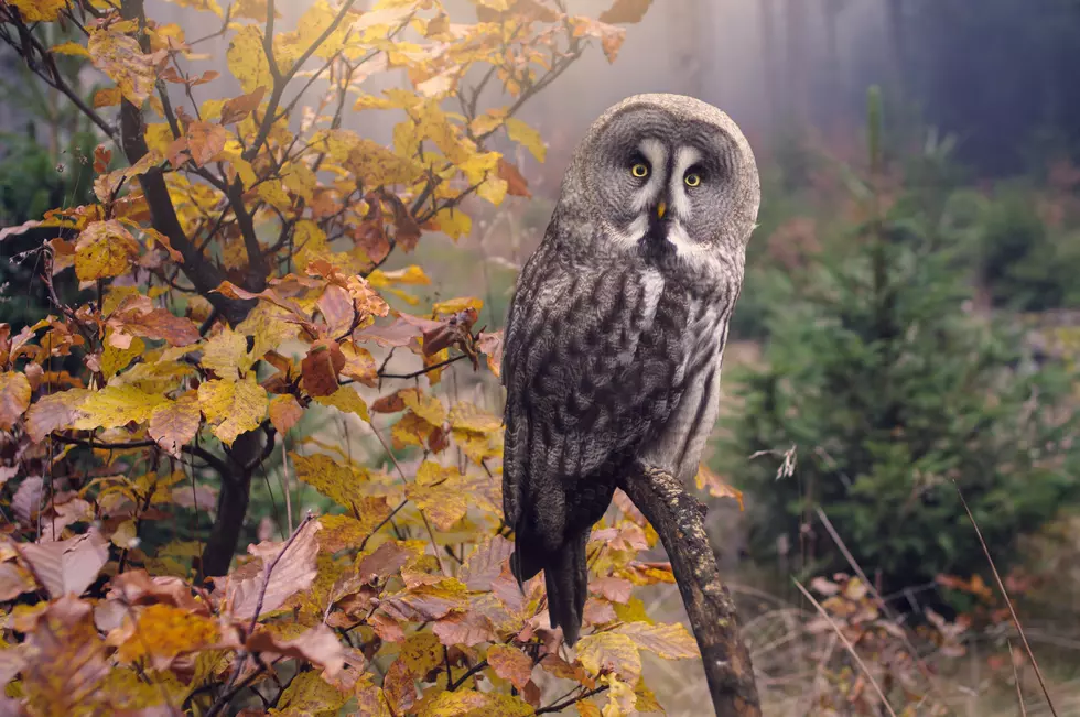 Bennett Spring State Park Hosts Owls Program October 17