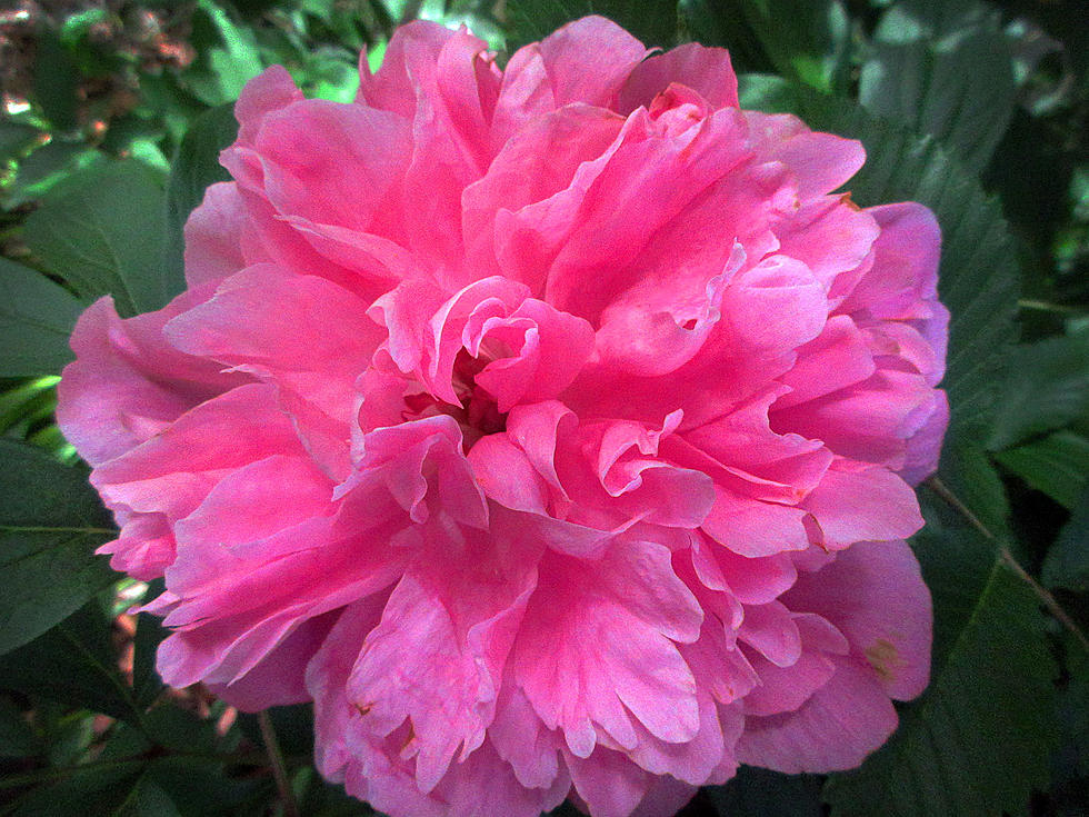 Peonies Thrive On Neglect, Can Live More Than 100 years