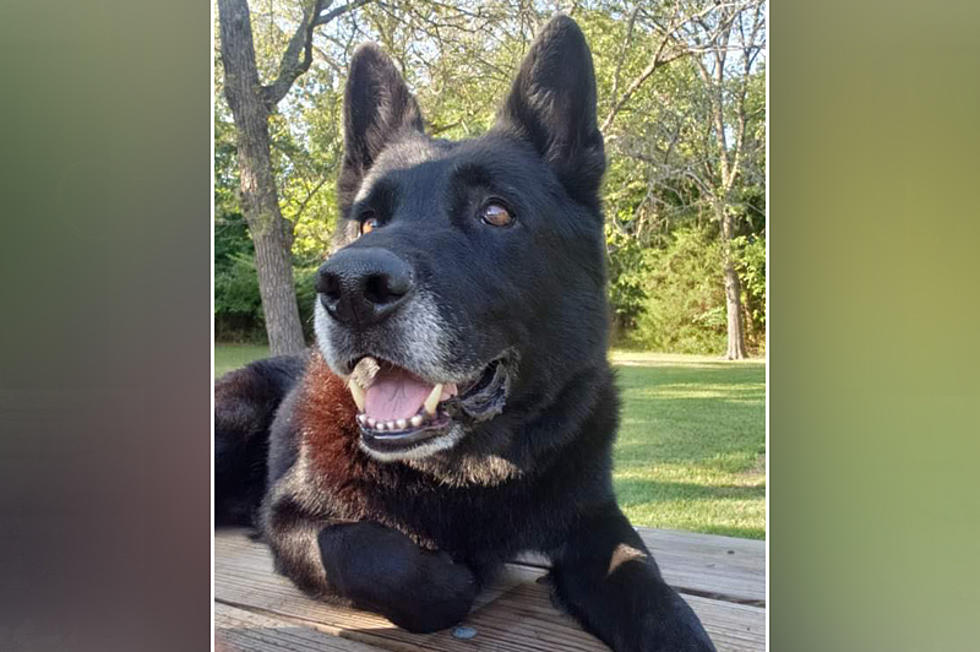 Member of UCM Public Safety K-9 Unit, Echo, Retired From Active Duty