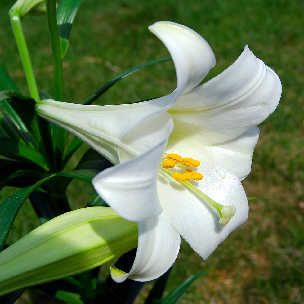 After The Bloom Fades, Easter Lily Can See New Life