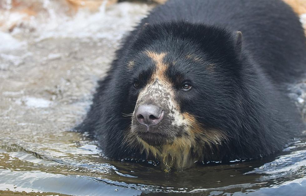 ‘Ben’ The Bear Escapes For A Second Time at STL Zoo