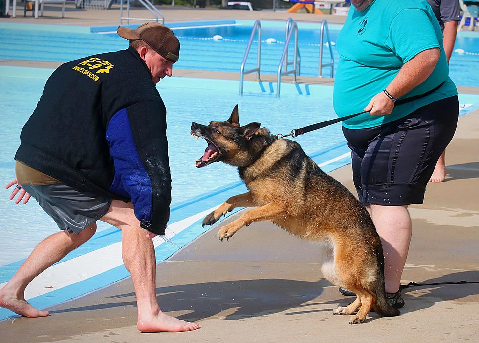 Area K-9 Units Receive Water Training at Liberty Pool