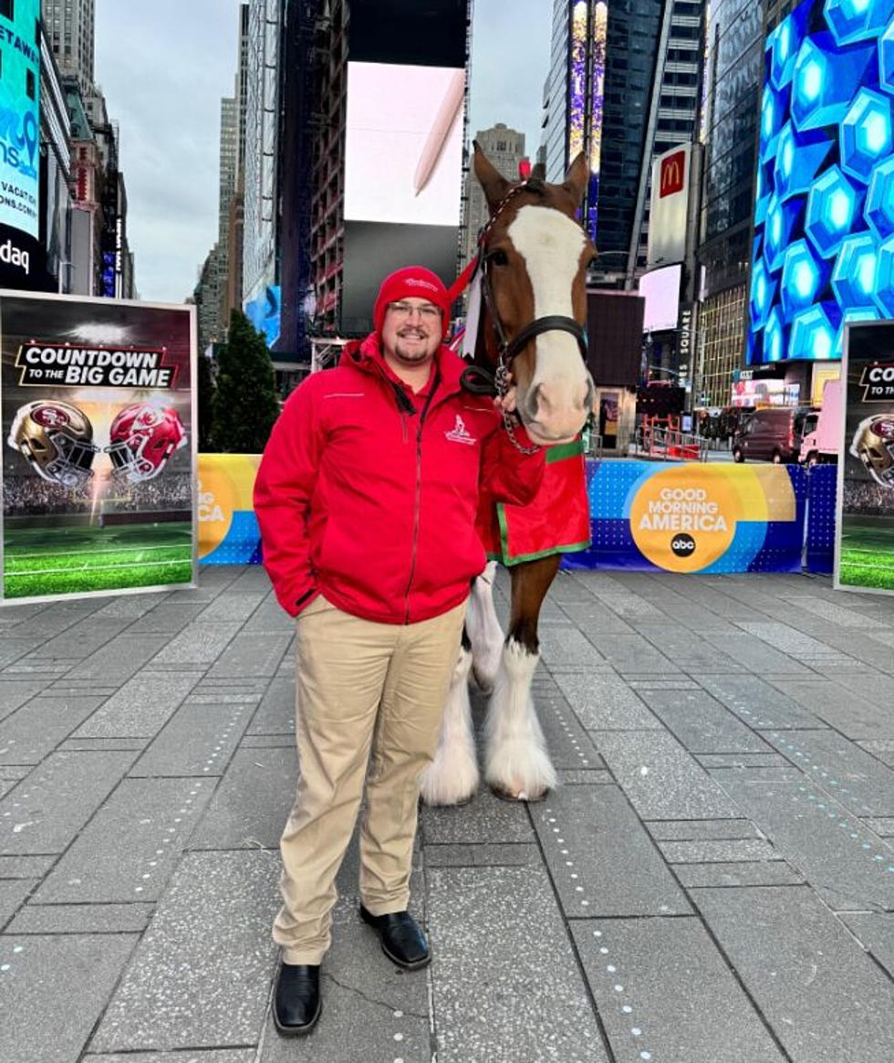 World Famous Budweiser Clydesdales Have Local Connection