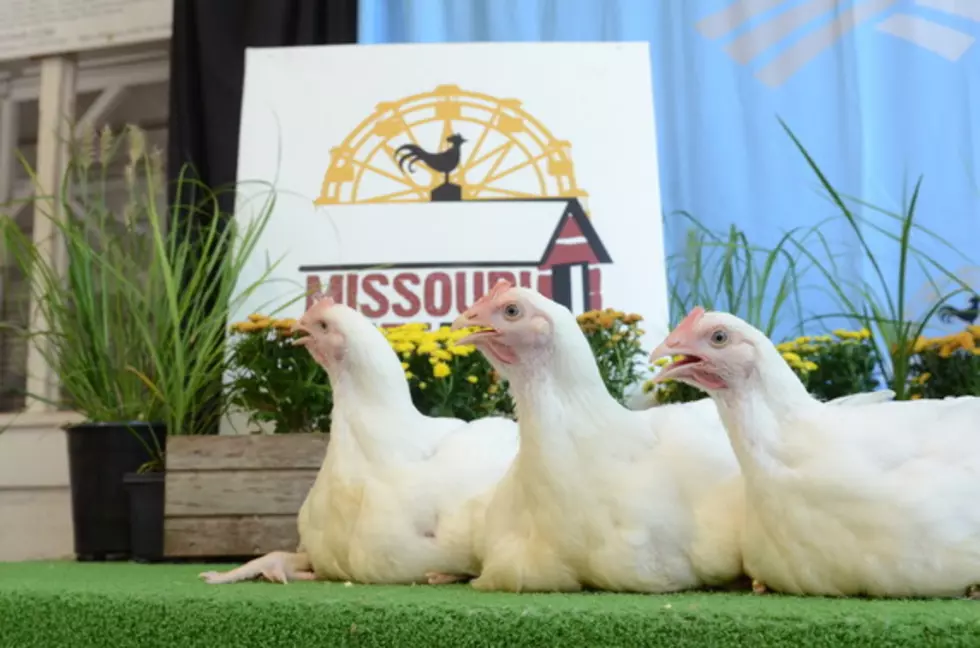 Livestock, Competitive Exhibits Starting Soon at Mo State Fair