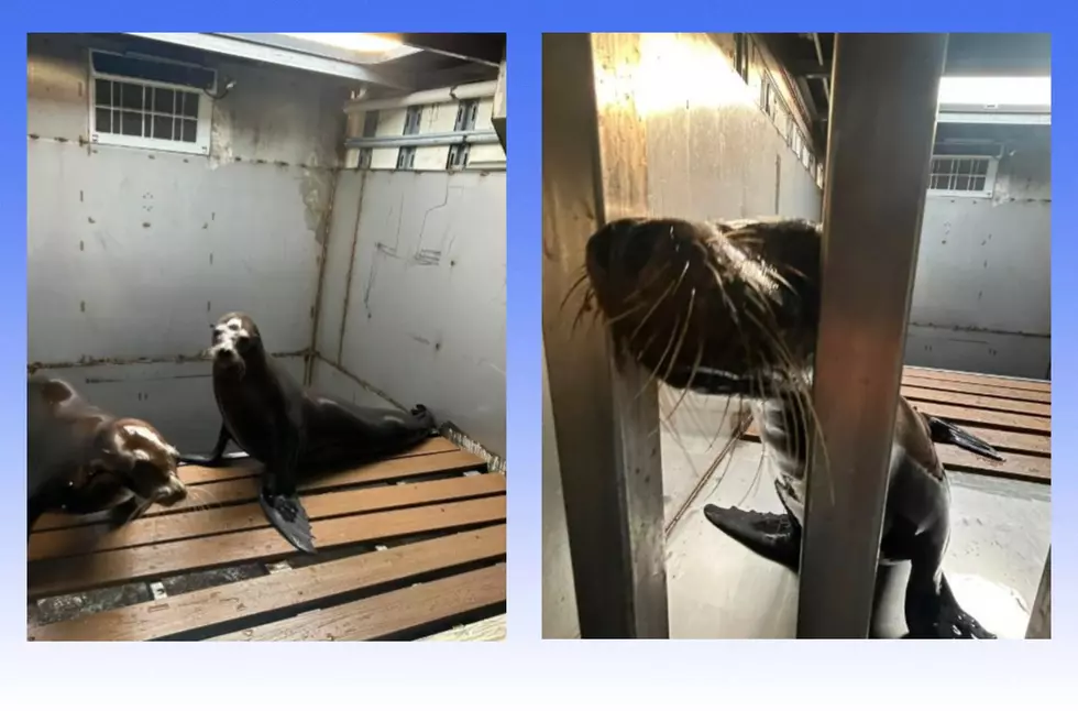 Early Morning I-70 Crash Forces Cancellation of State Fair Sea Lion Show