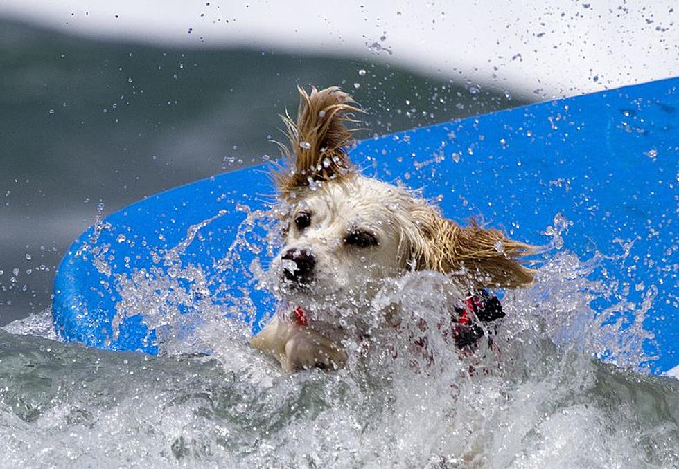 Dogs Hit the Waves in Canine Surf Competition