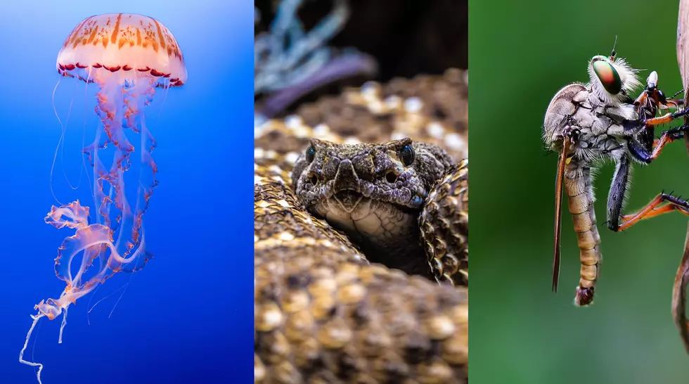 11 of the Top 24 Most Dangerous Animals Found in Texas