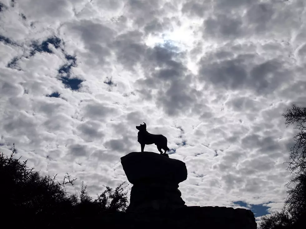 Can You Legally Bury Your Dead Pet In The Backyard in Texas?