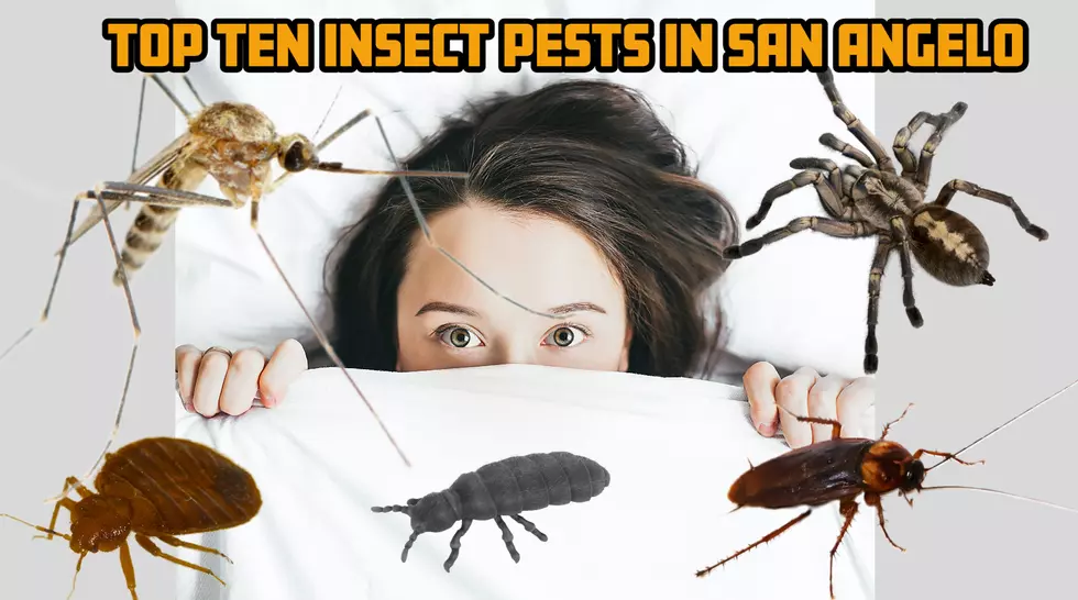 Top 10 Worst San Angelo Bugs…1 in 3 Would Burn It Down To Remove