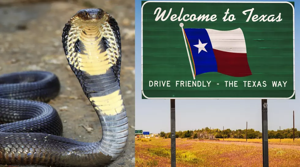 Cobra on the Loose in Texas — Could Cobras Survive here?