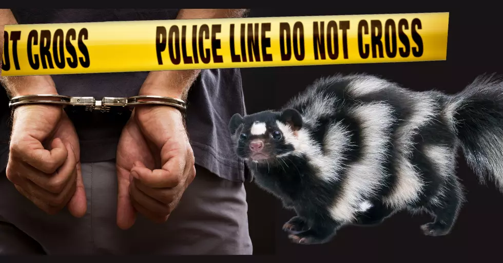 Texas Has A Lot of Weird Laws Regarding Skunks