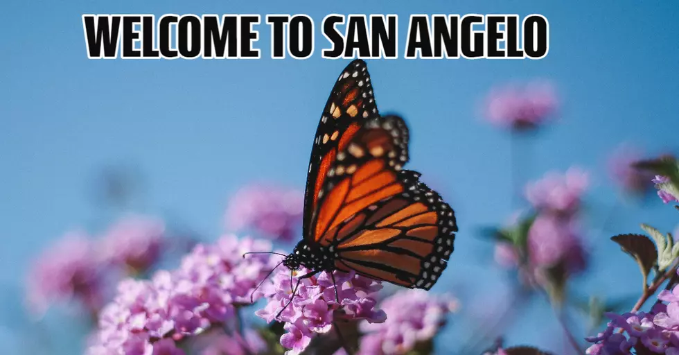 Migrants Converge On San Angelo with Butterfly Wings