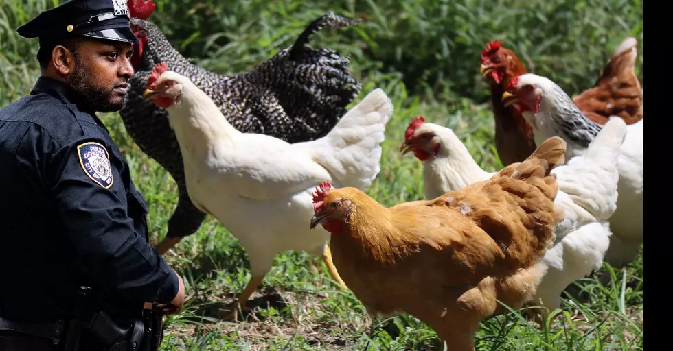 Can You Legally Own A Rooster in San Angelo?