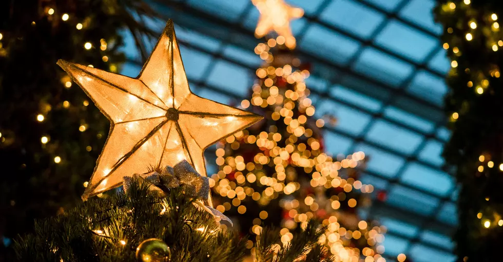 Why You Need A Real Christmas Tree And Where To Find The Best