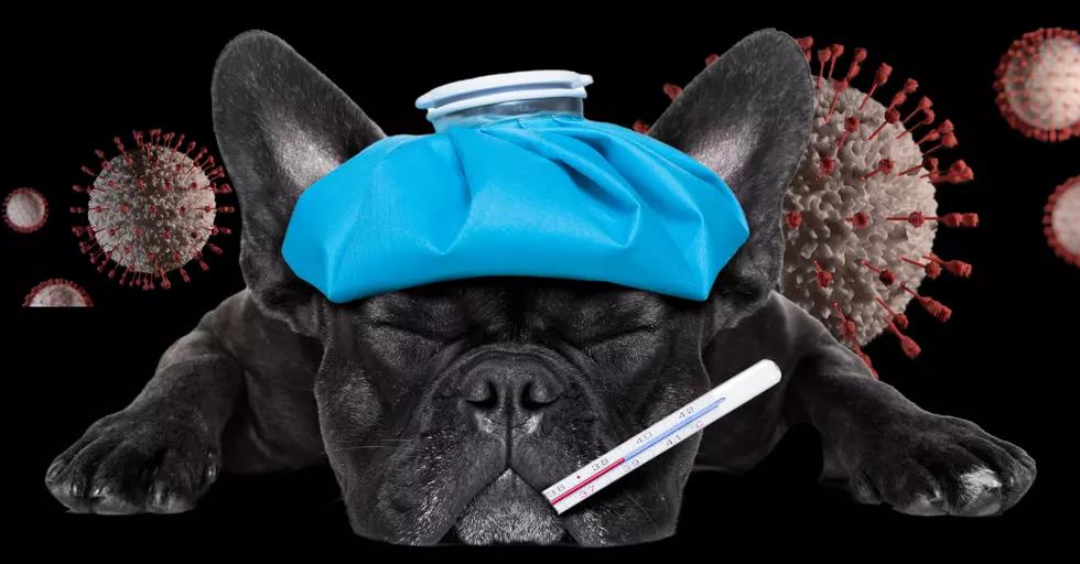 Flu Outbreaks Effecting Texans and Their Dogs