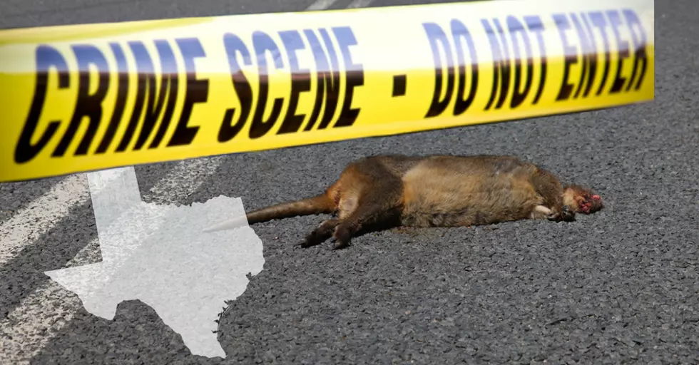 Can You Take Roadkill Off the Highway in Texas?