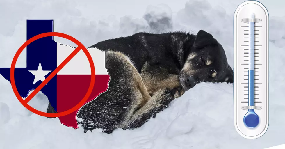How To Report Dogs Left in the Cold in Texas