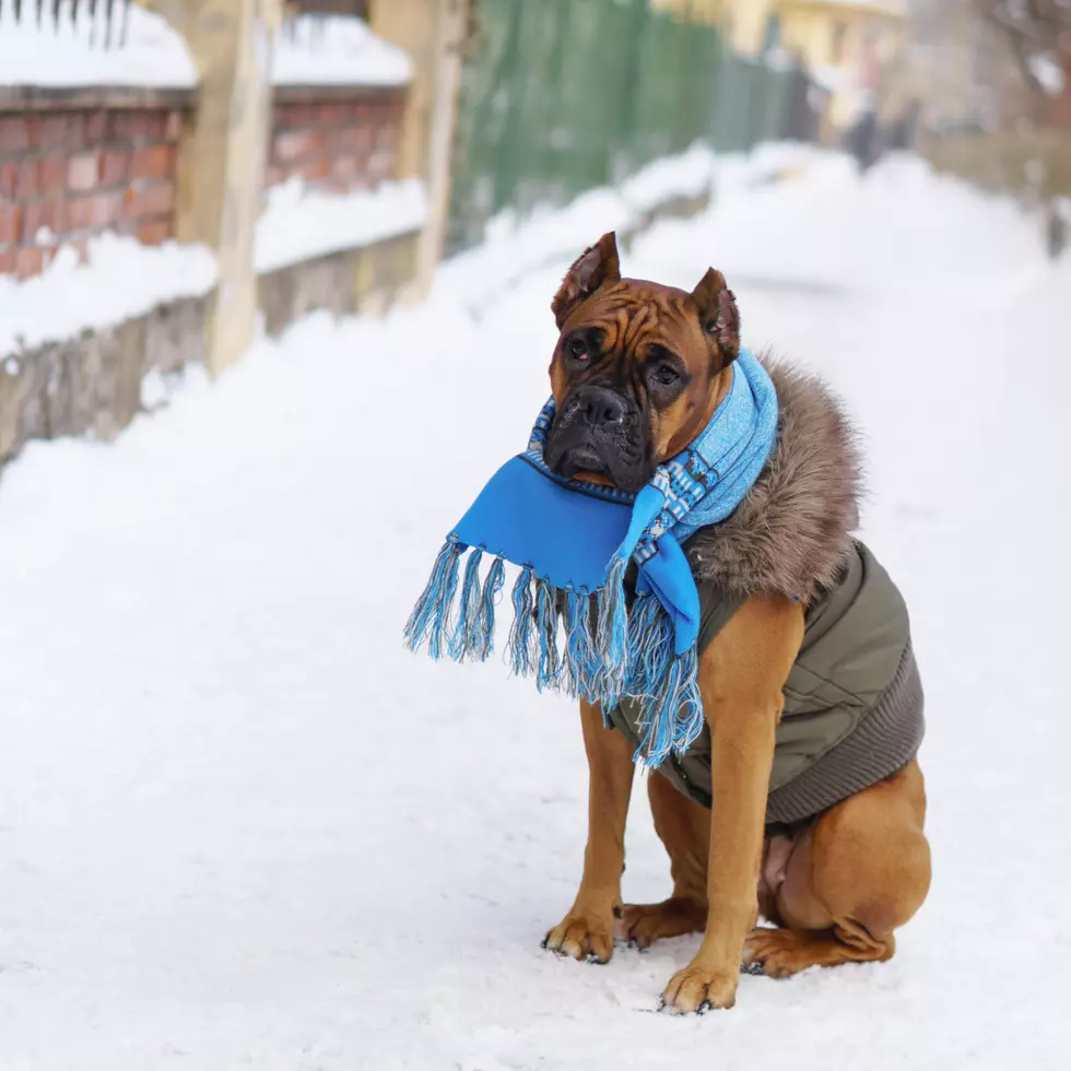 Boxer puppy dog wearing blue scarf and gilet clothing with fur sitting on snow. Winter in downtown city park, selective focus, toned.