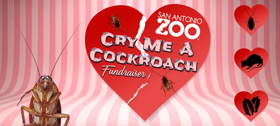 Valentine Revenge: San Antonio Zoo&#8217;s &#8220;Cry Me A Cockroach&#8221;