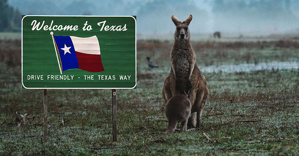 Nevermind Those Canadian “Super Pigs” Beware of Texas Kangaroos