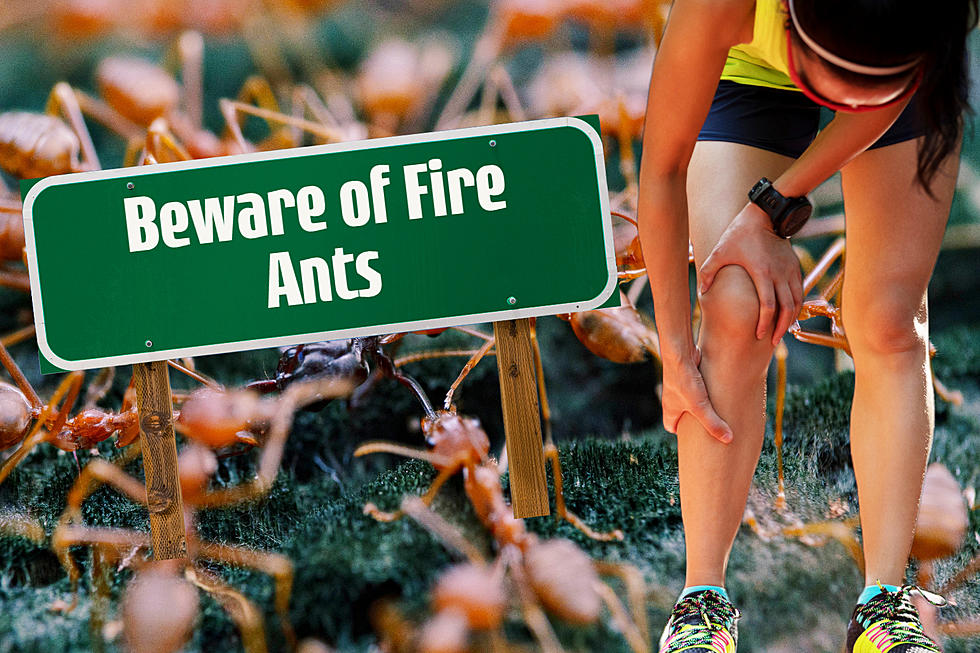 How To Soothe Fire Ant Bites And Why They Hurt So Bad