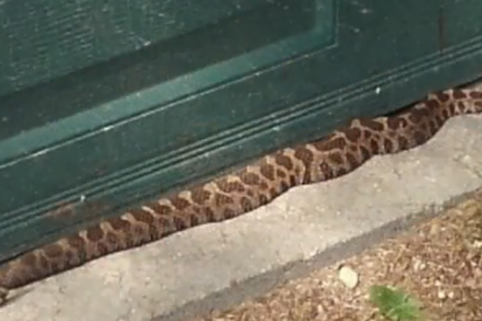Michigan Woman Recovering After Being Bitten by Rattlesnake [VIDEO]