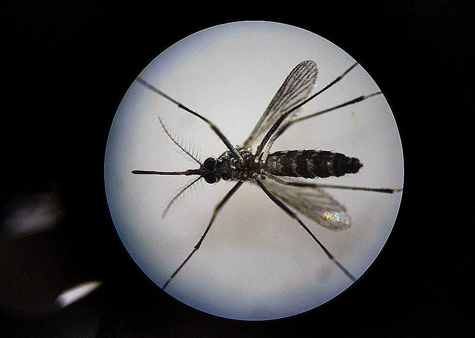 Case of Mosquito-Borne Encephalitis Reported in Genesee County