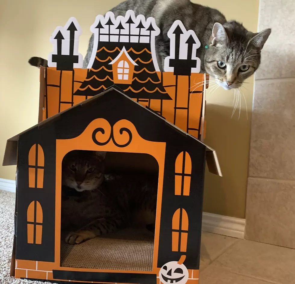 Target Has Haunted Cat Scratch Houses for your Fur Babies