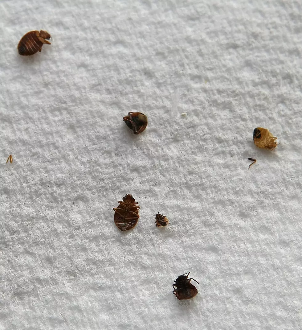 Another Flint School Has Found Bed Bugs on Campus