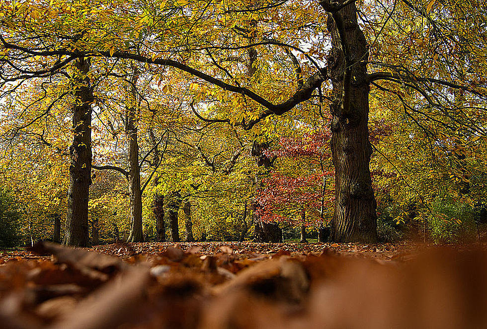 Stop Raking Your Leaves This Fall and Mulch Them Instead