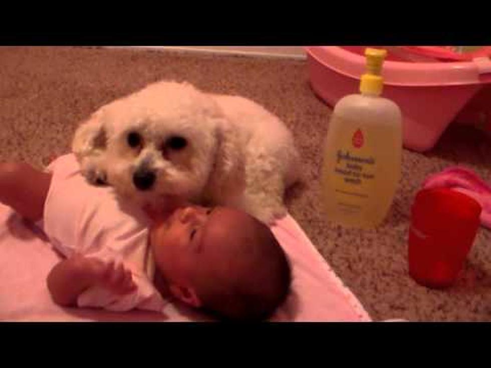 Eekichi, The Poodle, Guards Baby From Blow Drier