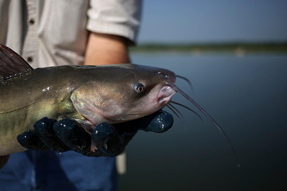 San Angelo Man Catches Catfish Roughly The Size of Your Mom