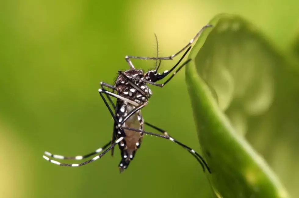 The Zika Virus and How It Relates to Texas Right Now