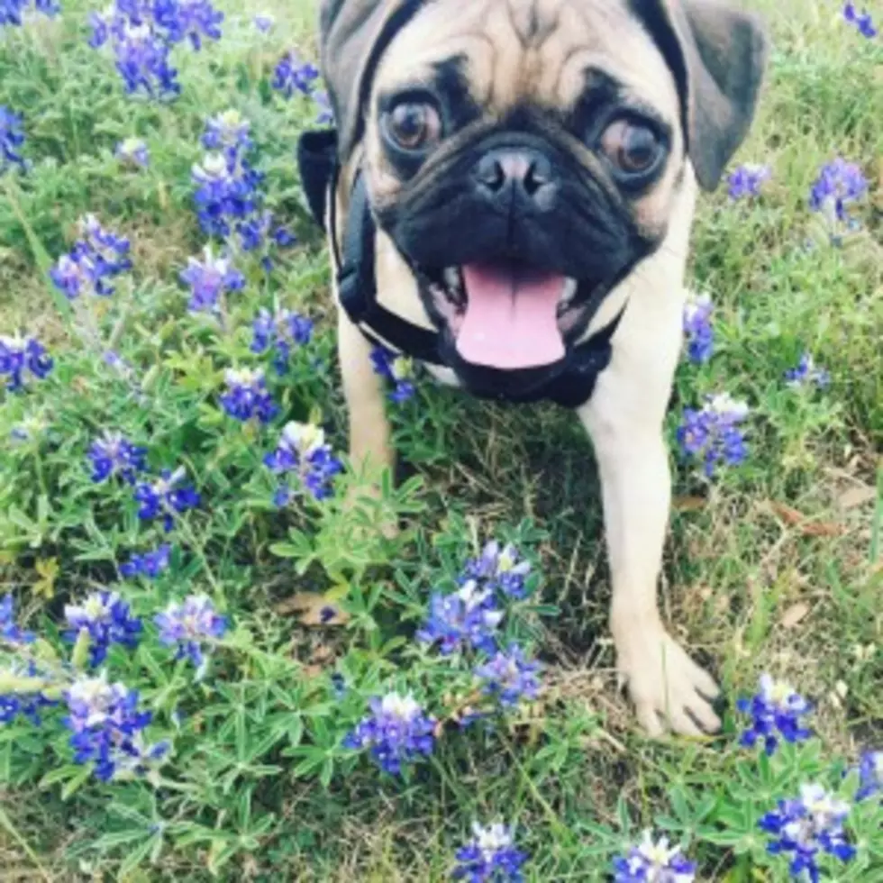 Pat Green is Trying to Find Ugg, His Pug