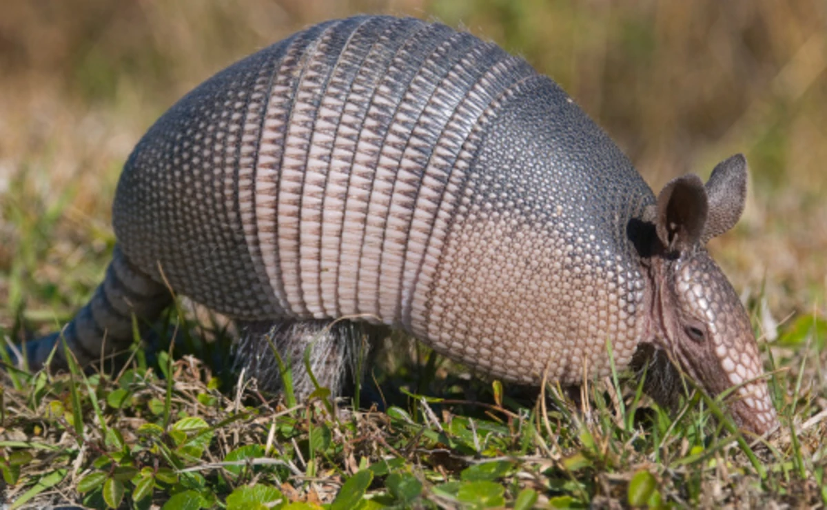 It's Not A Good Idea To Try Shooting An Armadillo