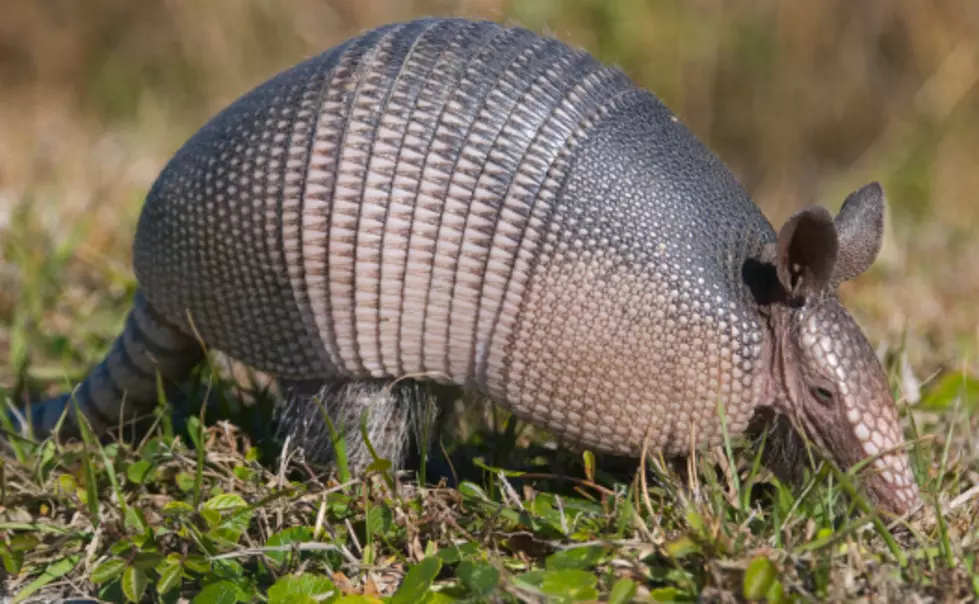 It’s Not A Good Idea To Try Shooting An Armadillo