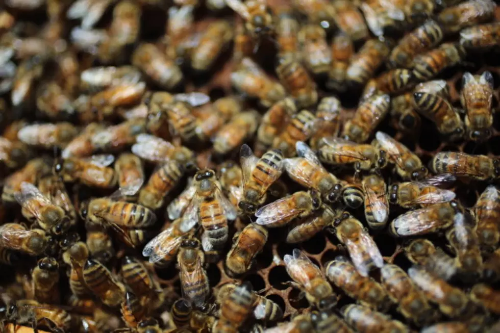 Bees Cause Problem For Middle School Students