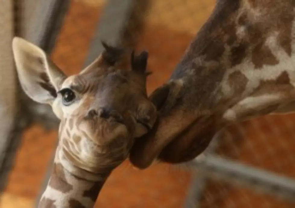 Voting For Name Of Baby Giraffe Underway
