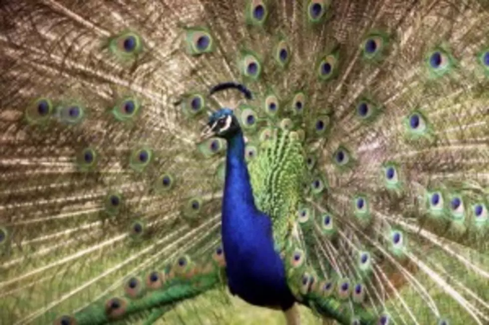 Search Underway For Peacock Thief